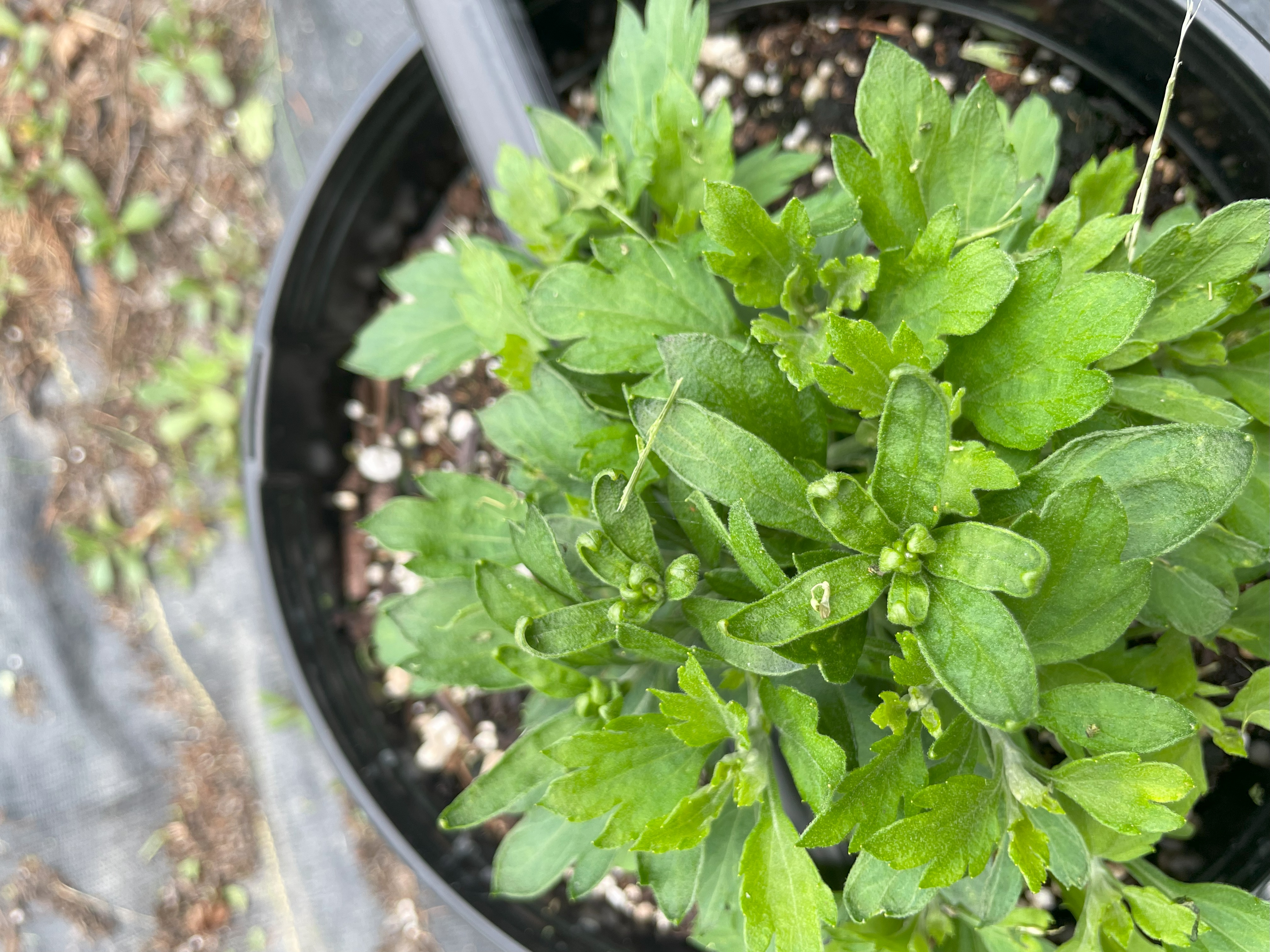 Close-up of a green garden mum in a black pot, showing healthy leaves and several small developing flower buds at the tips.